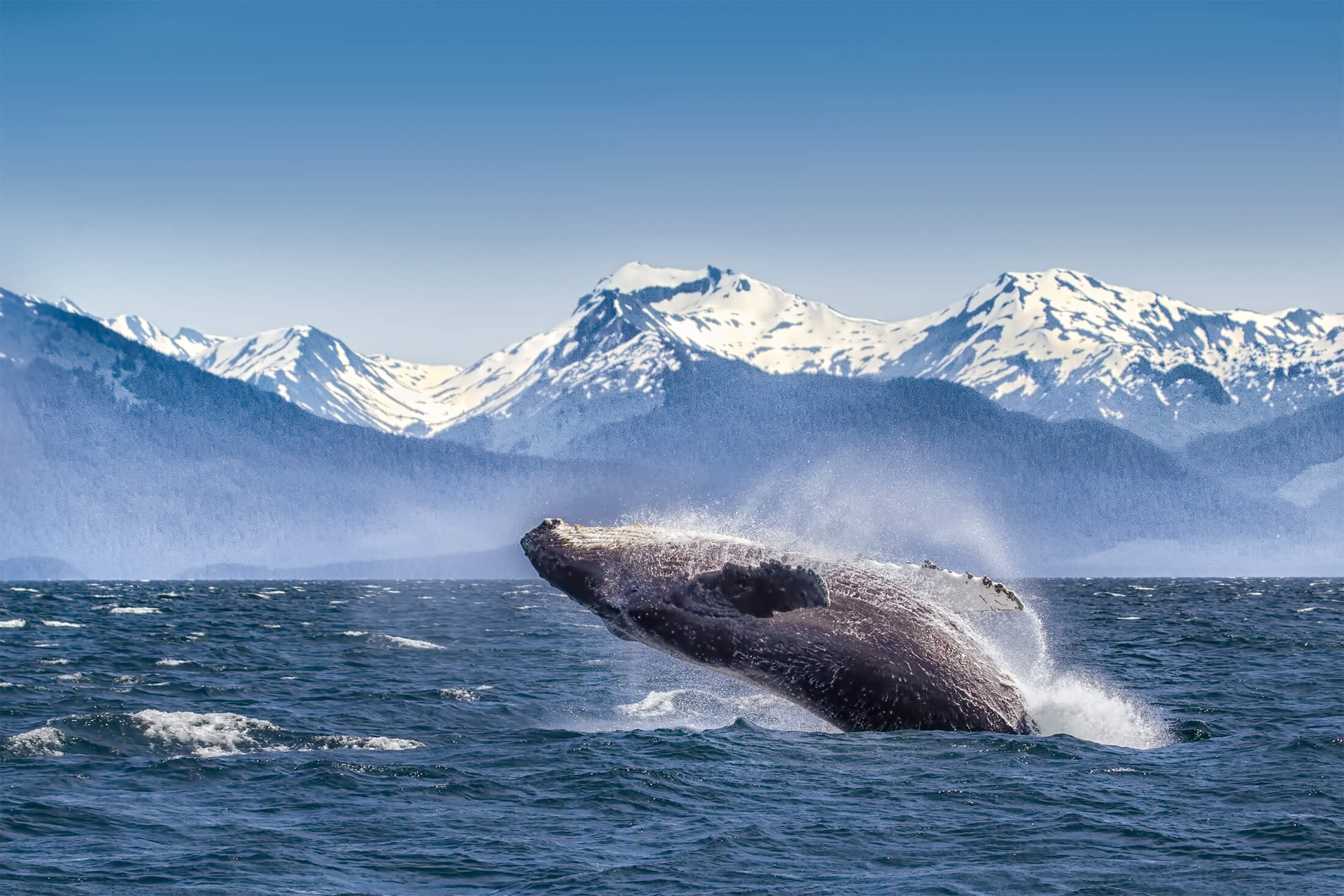 Whale jumping out of the ocean in Alaska