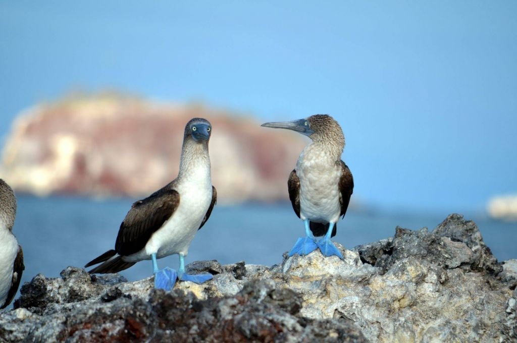 The Wildlife of The Galapagos