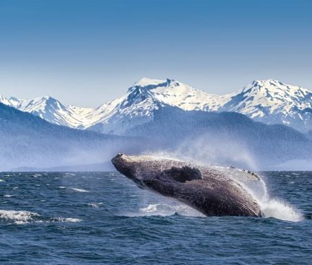 Whale jumping out of the ocean in Alaska
